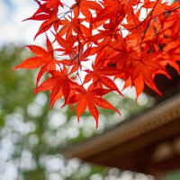 泉佐野のおすすめ観光スポット、紅葉が美しい犬鳴山